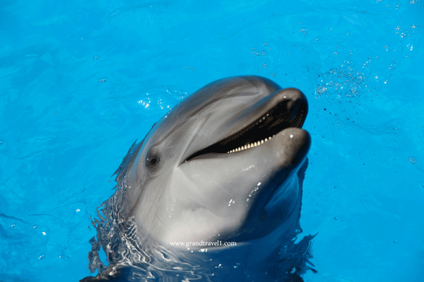 Dolphin Safaris Zanzibar