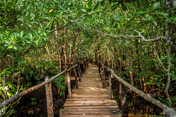 Jozani Forest Zanzibar