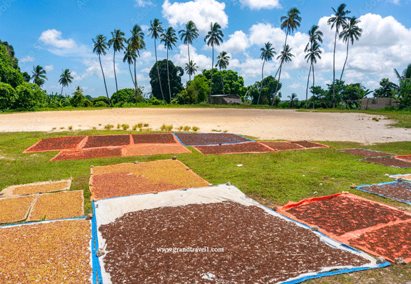 Spice Farms Zanzibar