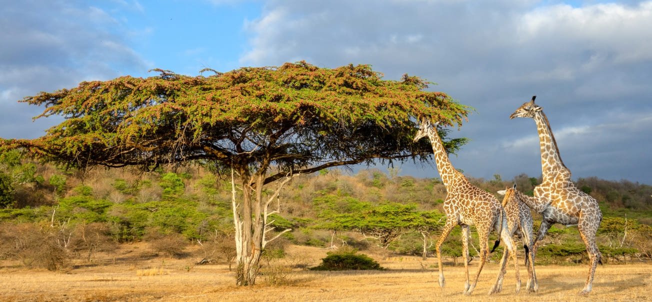 Arrival in Zanzibar and Transfer to Safari Lodge